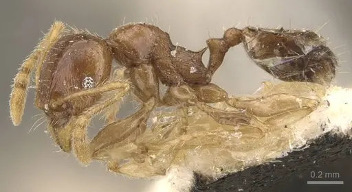 Pheidole proxima - CASENT0908054