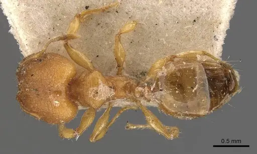Pheidole proxima - CASENT0908055