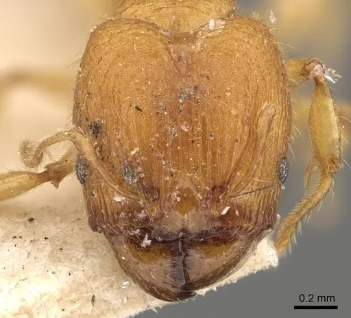 Pheidole proxima - CASENT0908055