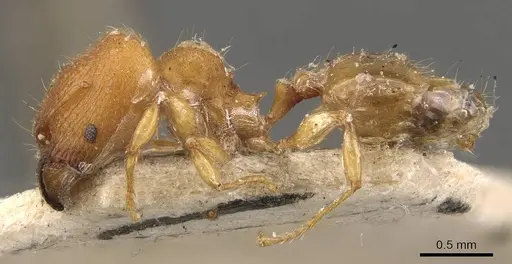Pheidole proxima - CASENT0908055