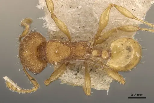 Pheidole proxima - CASENT0908056