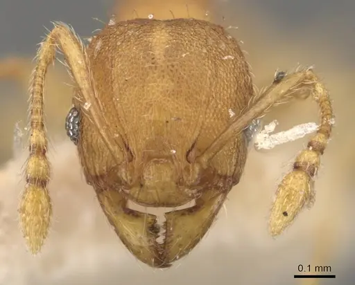 Pheidole proxima - CASENT0908056