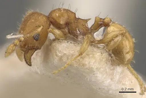 Pheidole proxima - CASENT0908056