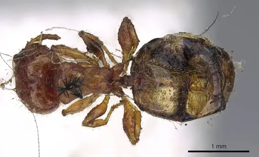 Pheidole proxima - CASENT0919760