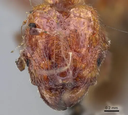 Pheidole proxima - CASENT0919760