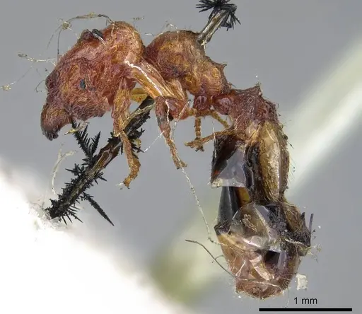 Pheidole proxima - CASENT0919760