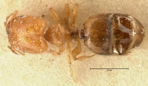 Pheidole proxima - FOCOL1419