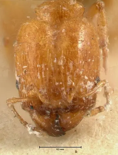 Pheidole proxima - FOCOL1419