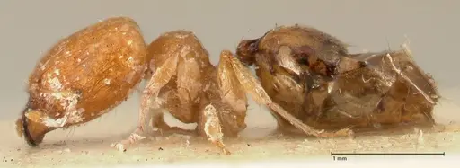 Pheidole proxima - FOCOL1419