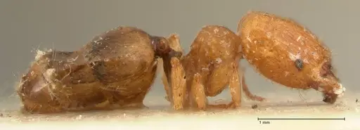 Pheidole proxima - FOCOL1419