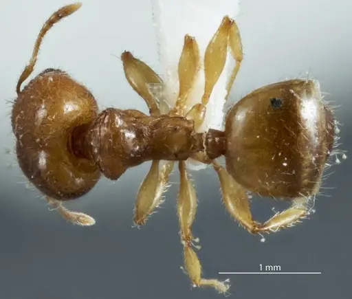 Pheidole proxima - JDM32-004001-1