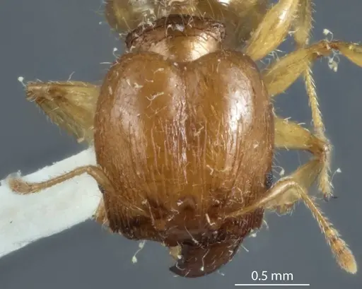 Pheidole proxima - JDM32-004001-1