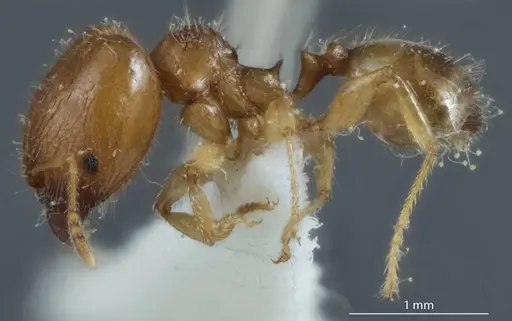 Pheidole proxima - JDM32-004001-1