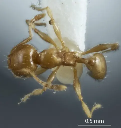 Pheidole proxima - JDM32-004001-2