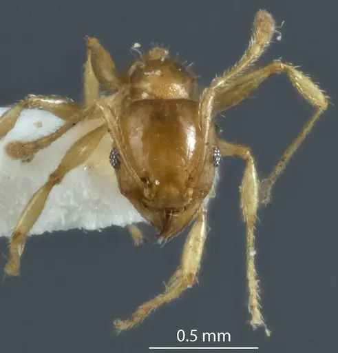 Pheidole proxima - JDM32-004001-2