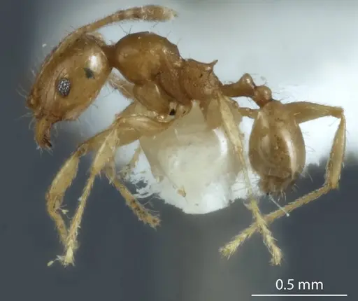 Pheidole proxima - JDM32-004001-2