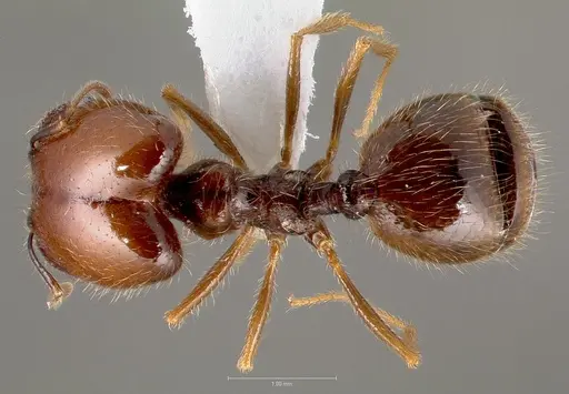 Pheidole psammophila specimen