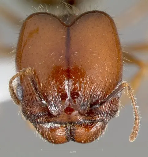 Pheidole psammophila specimen