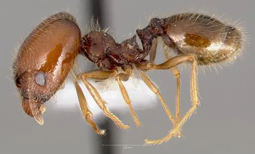Pheidole psammophila specimen