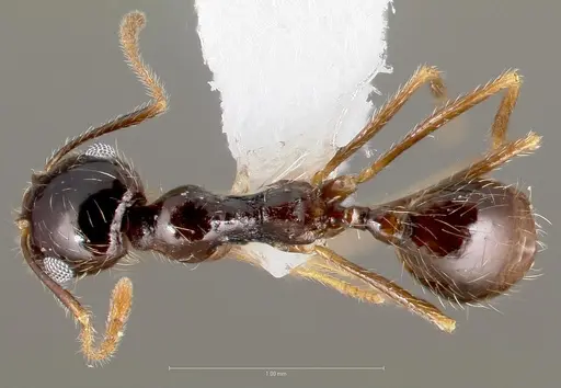 Pheidole psammophila - CASENT0005768