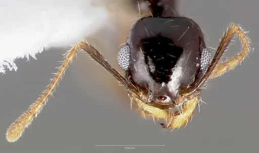 Pheidole psammophila - CASENT0005768