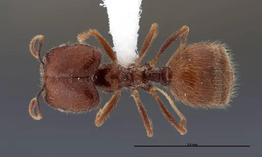Pheidole psammophila - FMNHINS0000062690