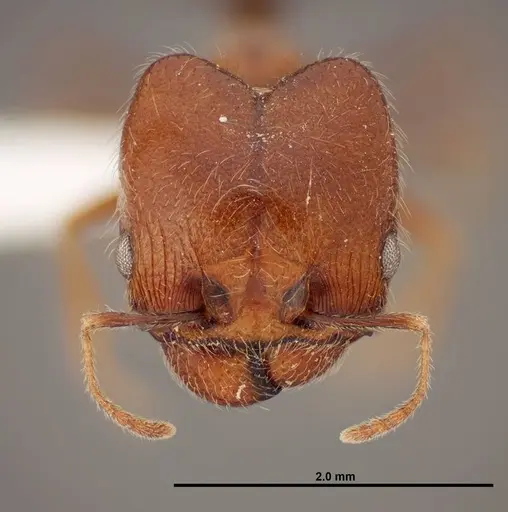 Pheidole psammophila - FMNHINS0000062690
