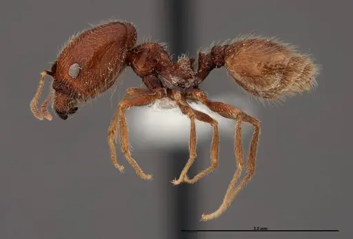 Pheidole psammophila - FMNHINS0000062690