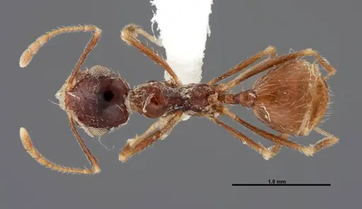 Pheidole psammophila - FMNHINS0000062774