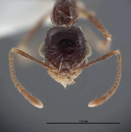 Pheidole psammophila - FMNHINS0000062774