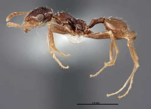 Pheidole psammophila - FMNHINS0000062774