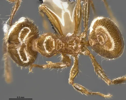 Pheidole psilogaster specimen