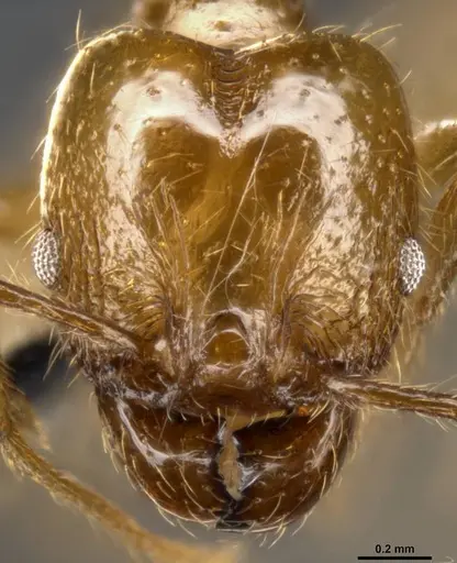 Pheidole psilogaster specimen