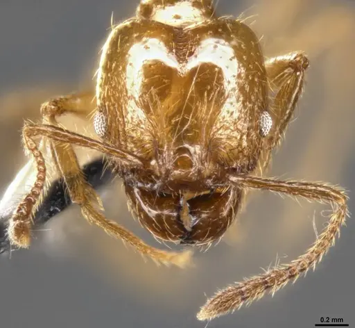 Pheidole psilogaster specimen
