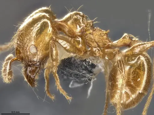 Pheidole psilogaster - CASENT0283238