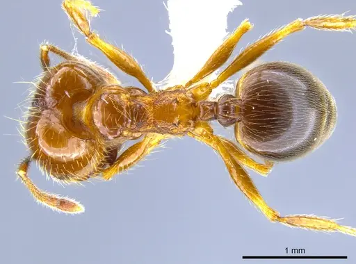 Pheidole psilogaster - CASENT0628081
