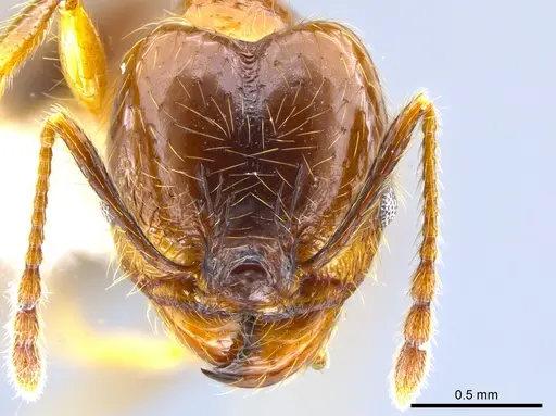 Pheidole psilogaster - CASENT0628081