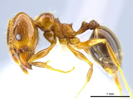 Pheidole psilogaster - CASENT0628081