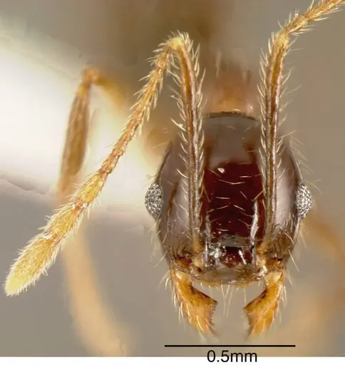 Pheidole psilogaster - CASENT0635508