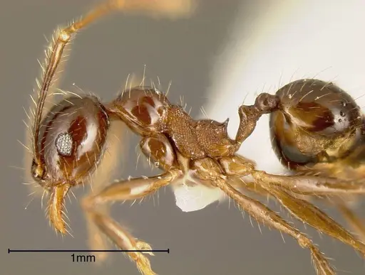 Pheidole psilogaster - CASENT0635508