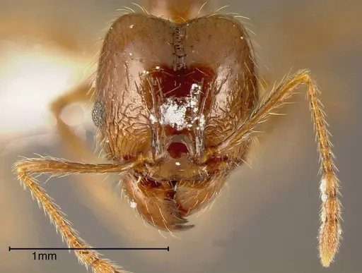 Pheidole psilogaster - INBIOCRI001243032