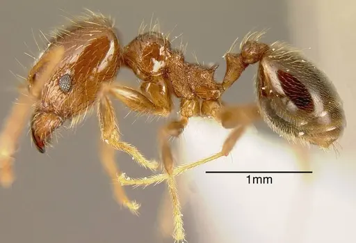 Pheidole psilogaster - INBIOCRI001243032