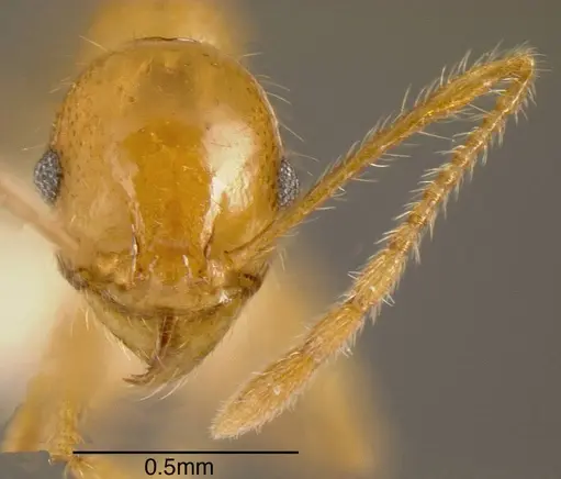 Pheidole psilogaster - INBIOCRI002272046