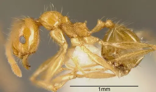 Pheidole psilogaster - INBIOCRI002272046