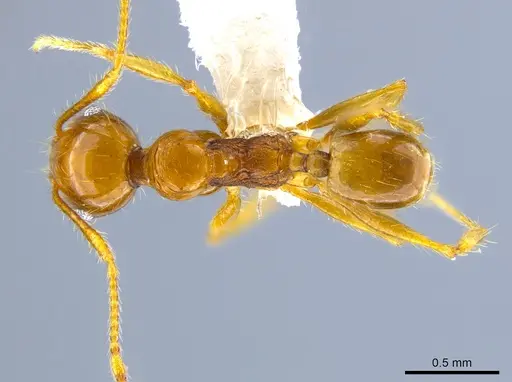 Pheidole psilogaster - JTLC000014013