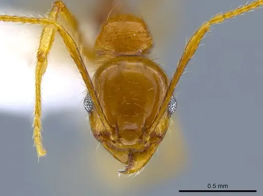 Pheidole psilogaster - JTLC000014013