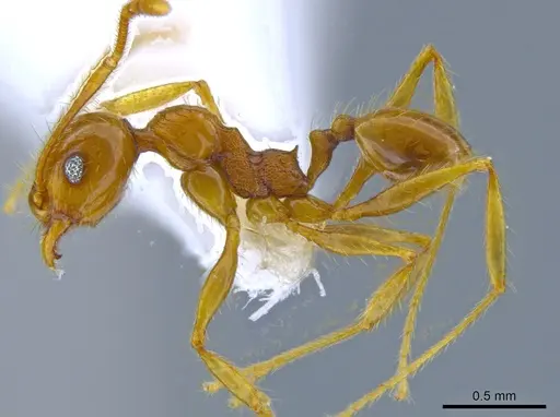 Pheidole psilogaster - JTLC000014013