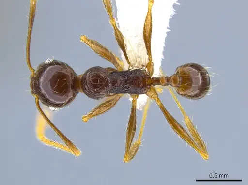 Pheidole psilogaster - JTLC000014037