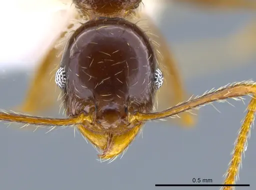 Pheidole psilogaster - JTLC000014037