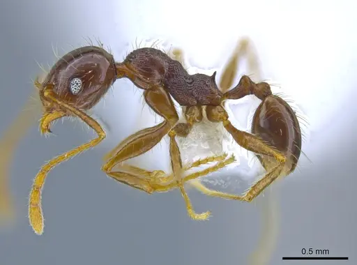 Pheidole psilogaster - JTLC000014037